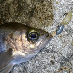 シャッドテールで春爆！！