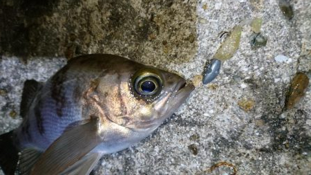 シャッドテールで春爆！！