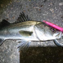 ダメもとでバチ抜け