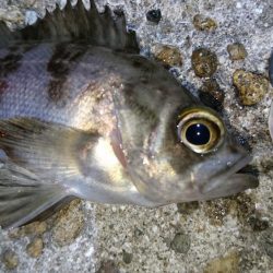 今夜も爆釣！！