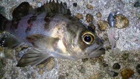 今夜も爆釣！！