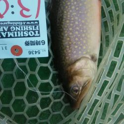 としまえんフィッシングエリア トラウトコレクション