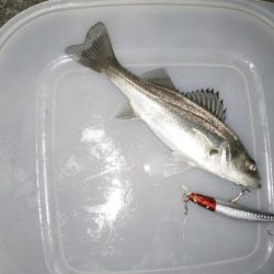 ナイトルアーフィッシング　シーバス