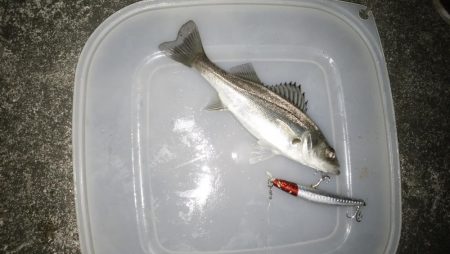 ナイトルアーフィッシング　シーバス