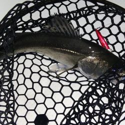 ボートシーバス&メバル