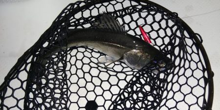 ボートシーバス&メバル