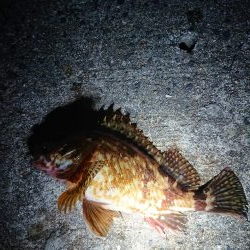 レッツガシリング