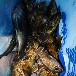 レッツメバリング