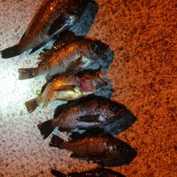 レッツメバリング