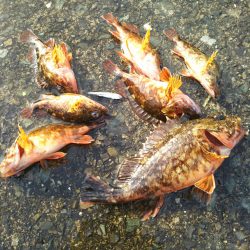 強風ガシリング