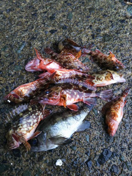 雨のディメバリング