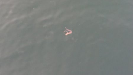 ナナマルナイトシーバス捕獲