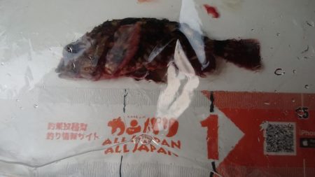 花見カレイ、アイナメ狙い