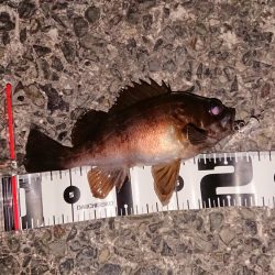 風にも負けずプラグ縛り