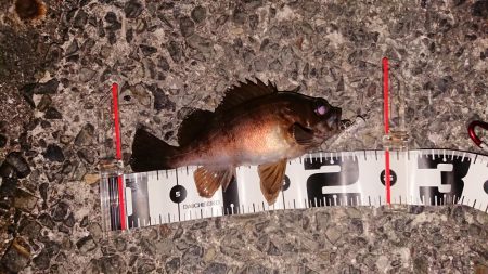 風にも負けずプラグ縛り