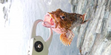 春が来たのかな?