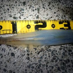 ヤリイカリベンジ