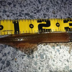 仕事終わりヤリイカ狙い