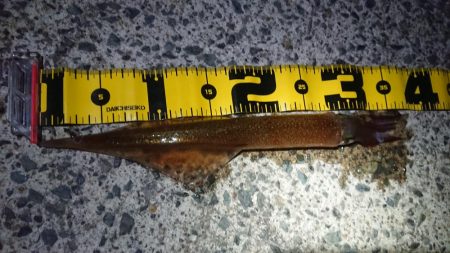 仕事終わりヤリイカ狙い