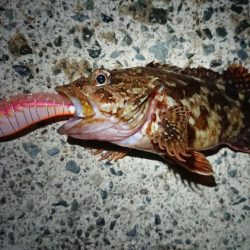 仕事終わりヤリイカ狙い