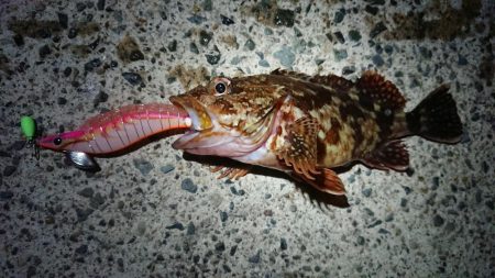 仕事終わりヤリイカ狙い