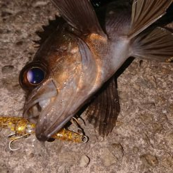 懲りずにプラッキング