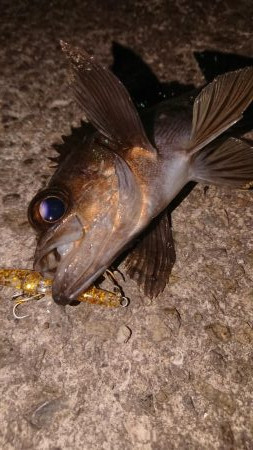 懲りずにプラッキング