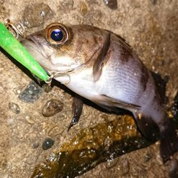 メバルプラッキング