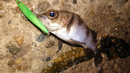 メバルプラッキング