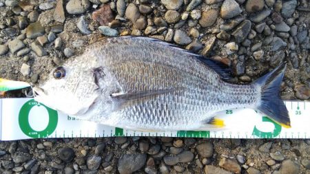 大荒れの中の一本