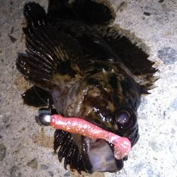 近所に湾奥ロック