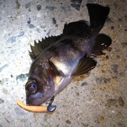 湾奥ロック＆チニング調査行ってきました