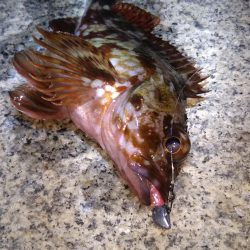 神戸湾奥ロック