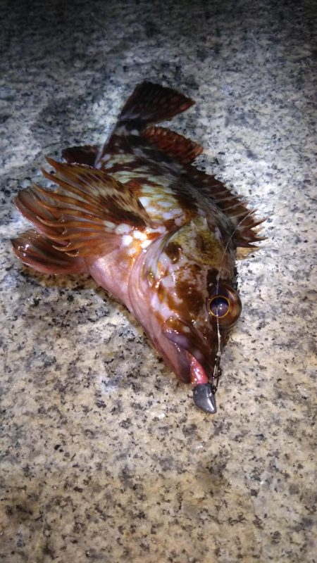 神戸湾奥ロック