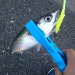 デイシーバスのつもりが…