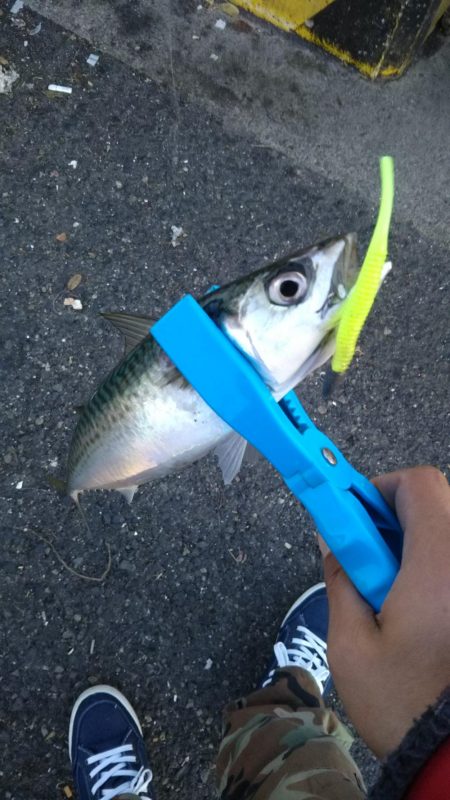 デイシーバスのつもりが…