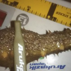 撃沈メバリング