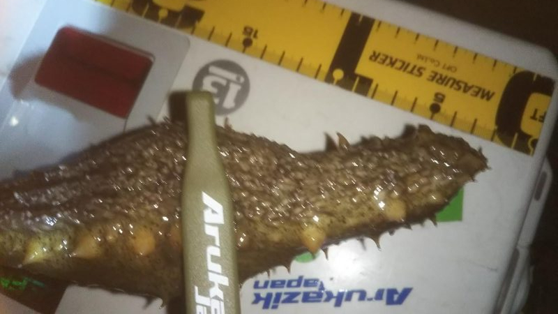 撃沈メバリング