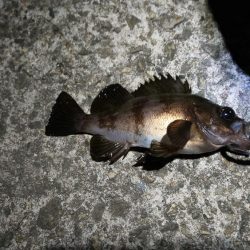 メバリング渋かったです