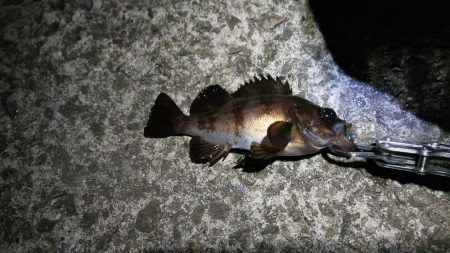 メバリング渋かったです