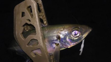 真冬に逆戻り？