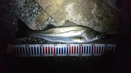 マイクロベイトパターン