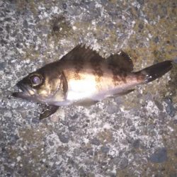 プラグでメバル