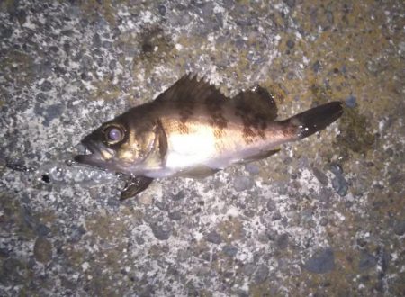 プラグでメバル