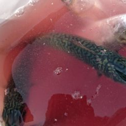 深日港 入れ食いサビキ！