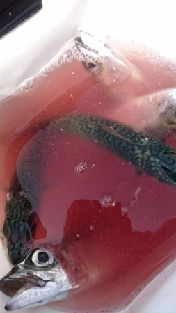 深日港 入れ食いサビキ！