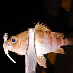 好状況ながら渋い