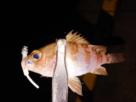 好状況ながら渋い