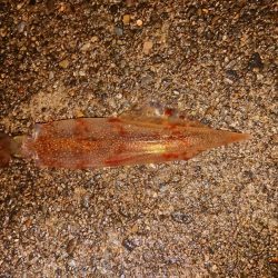 相も変わらずの貧果