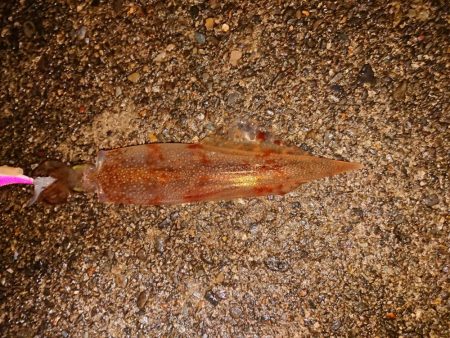 相も変わらずの貧果